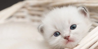 Gatti Ragdoll: Carattere, Cura e il Riposo Ideale | Bybo