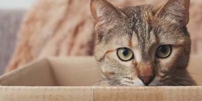 Perché il tuo gatto ama nascondersi? Capire l'istinto felino per una casa più serena